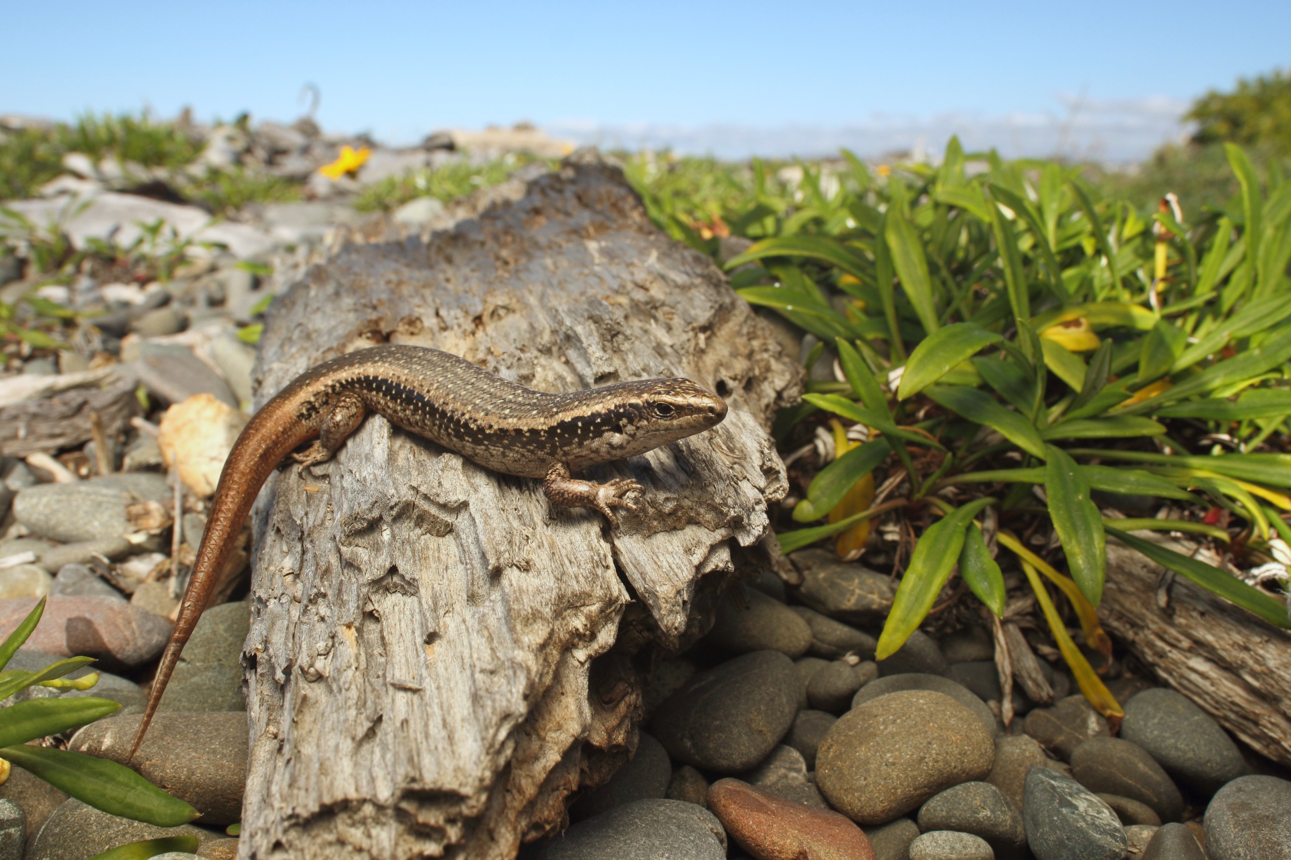 Skink on the beach