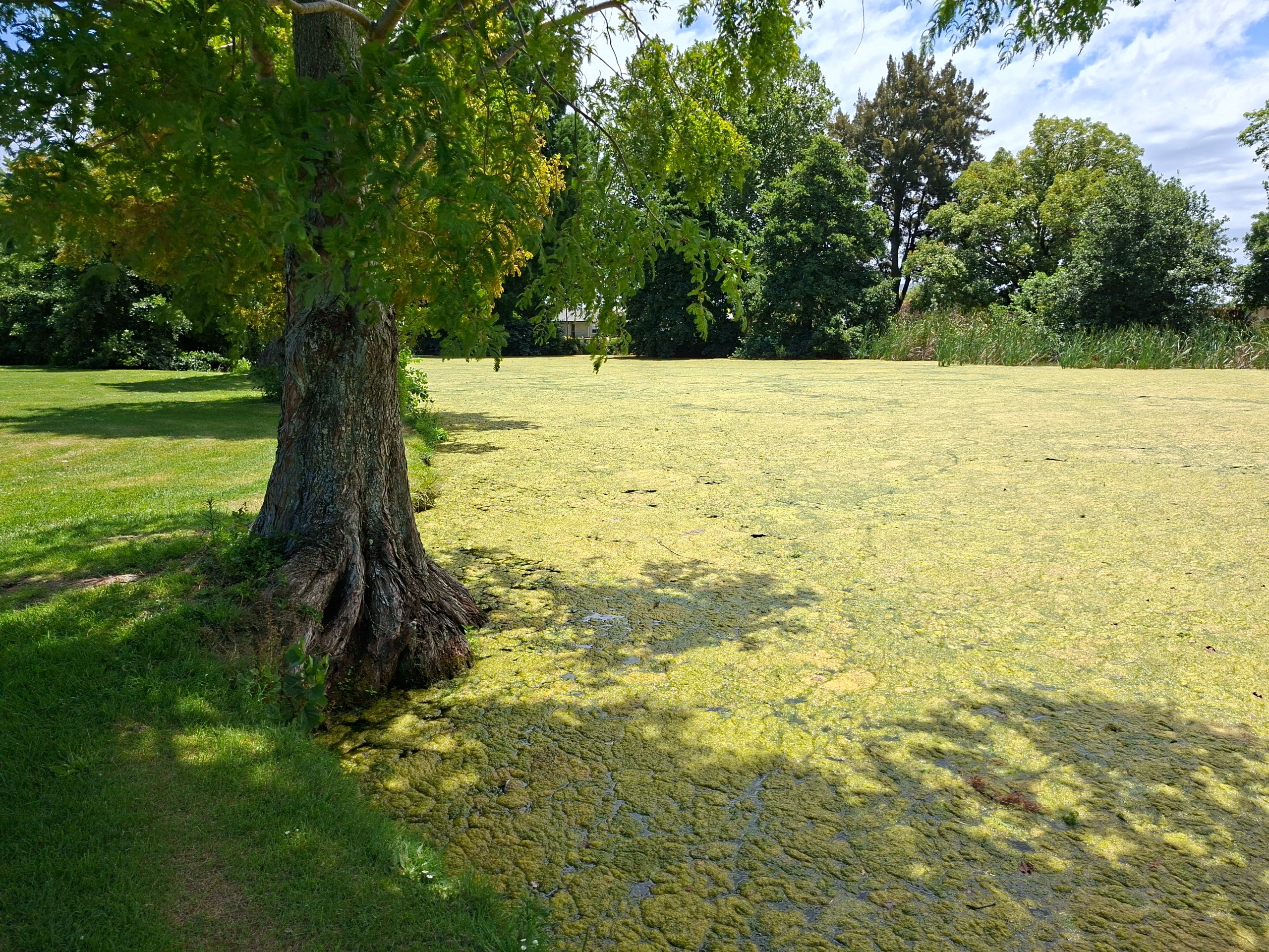 Photo of the duck pond showing extent of Algae 